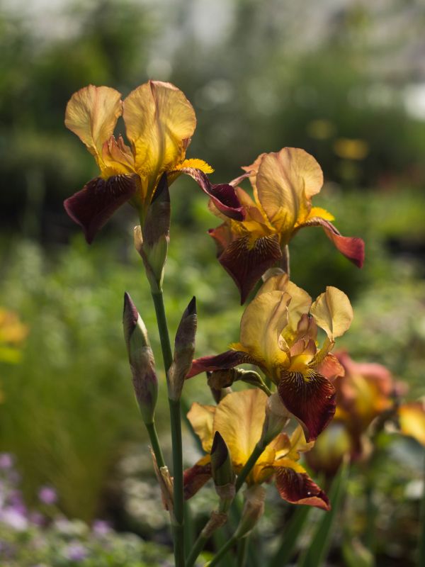 #caption_2 Iris Agrippa
