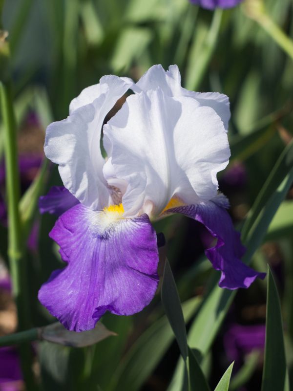#caption_1 Iris Arpége