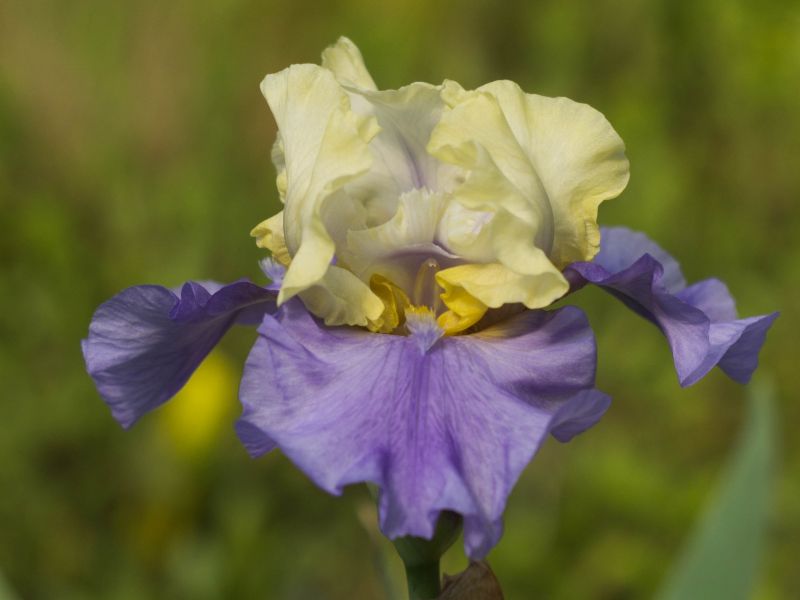 #caption_0 Iris Germ. Haut les voiles