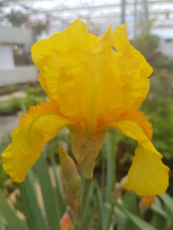 #caption_4 Iris Jaune d'or