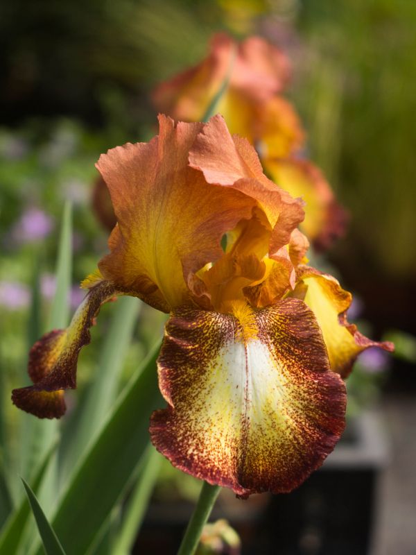 #caption_3 Iris spreckles