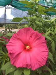 Photo Hibiscus moscheutos Jazzberry jam