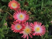 Photo Delosperma jewel of desert ruby