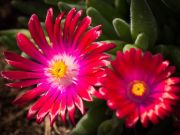 Photo Delosperma Jewel garnet