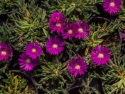 Photo Delosperma John Proffitt