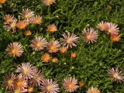 Photo Délosperma kélaïdis