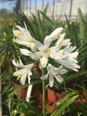 Photo Agapanthe kilmurry white