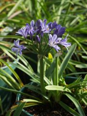 Photo Agapanthe 'l'amour d'été'