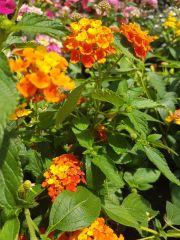Photo lantana