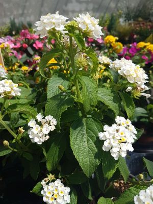 lantana blanc