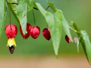 Photo Abutilon (lanterne chinoise)