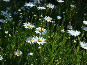 Leucantheme