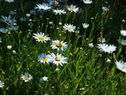 Photo Leucanthème étoile d'Anvers - Grande marguerite