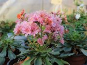 Photo lewisia