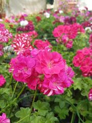 Photo geranium lierre double