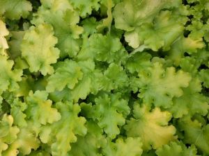Lime Marmelade