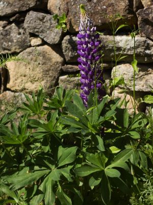 Lupin