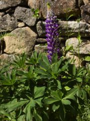 Photo Lupin