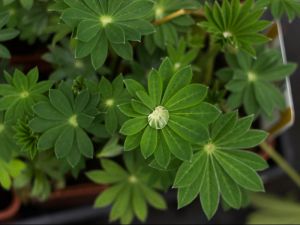 Lupin feuille