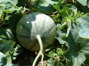 Photo melon  "anasta "