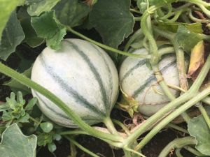 Melon lisse Cezanne