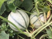 Photo melon "Cézanne" F1