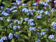 Photo myosotis
