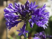 Photo Agapanthe 'navy blue'