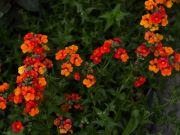 Photo nemesia