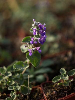 Nepeta mussinii