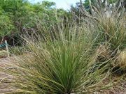 Photo Nolina microcarpa (herbe des ours)