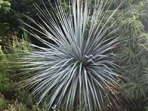 nolina nelsonii
