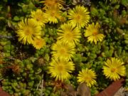 Photo Délosperma nubigenum