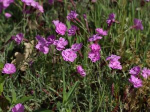 Oeillet de Corse