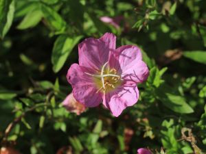 oenothere fleurs de prés