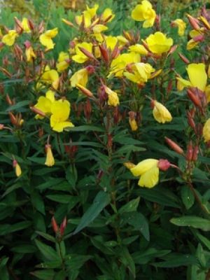 oenothere fructicosa