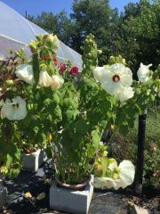Photo Hibiscus moscheutos en variétés