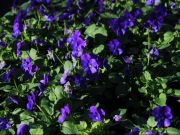 Photo violette cornue