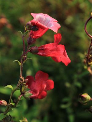penstemon rubicunda