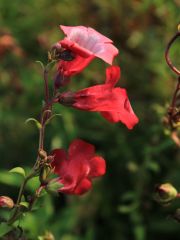 Photo penstemon