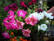 Photo petunia