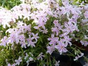 Photo Phlox mousse