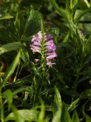Photo Physostegia virginiana