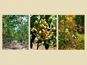 Photo PISTACHIER  A PISTACHES
