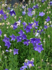Photo Platycodon
