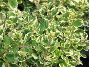 plectranthus
