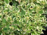 Photo plectranthus