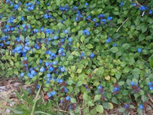 Plumbago larpentae