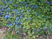 Photo Plumbago larpentae