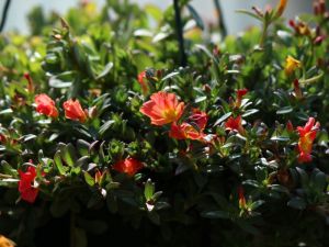 portulaca